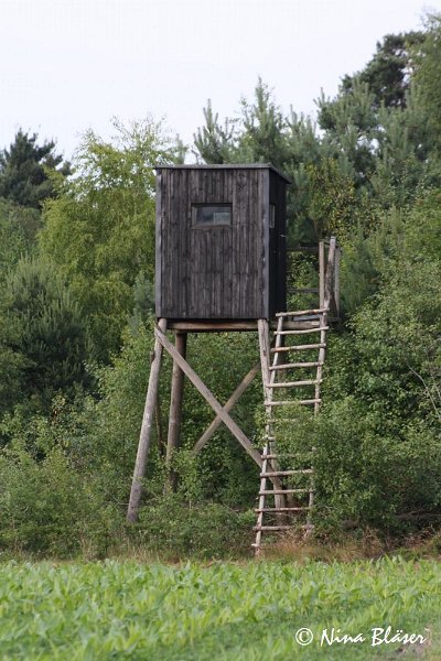 Airis Blue Volshebny Svet 2009-06-08 (25).JPG